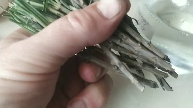 Посадка лаванды. Как размножить лаванду черенками. смотреть онлайн