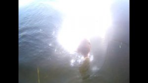 Рыбалка в Приморско-Ахтарске