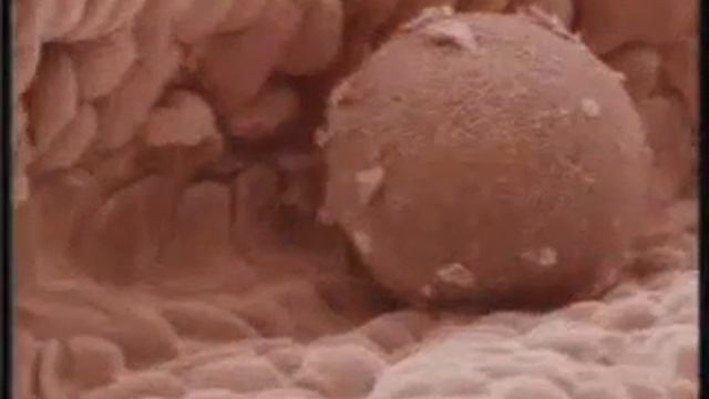 ПУТЕШЕСТВИЕ ЯЙЦЕКЛЕТКИ YouTube смотреть онлайн