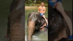 Купи слона ! #shorts #слон #тайланд #путешествие #пхукет