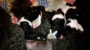 Щенки пуделя арлекина