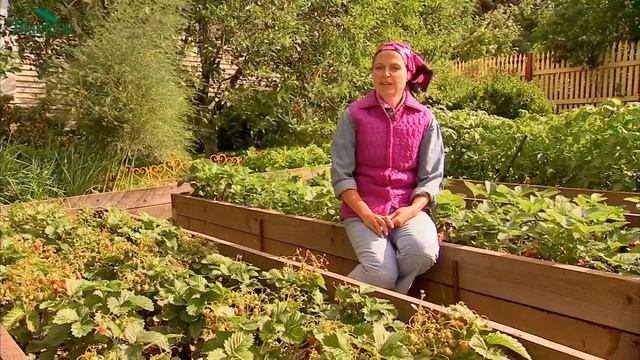 Клубника и земклуника: основной уход для хорошего урожая - 7 дач смотреть онлайн