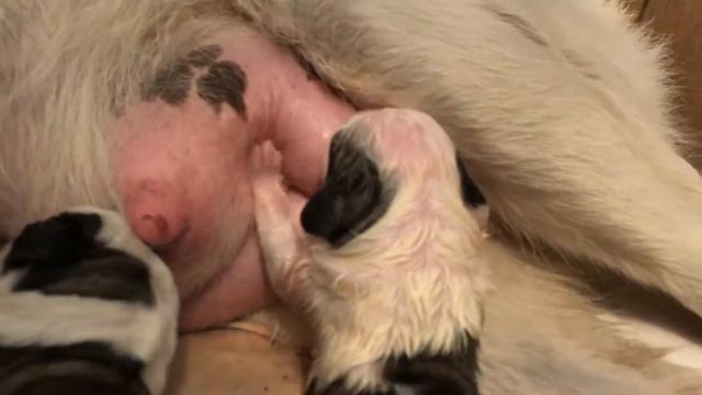 Новорождённые щенки Алабая || Алабай || Щенки смотреть онлайн