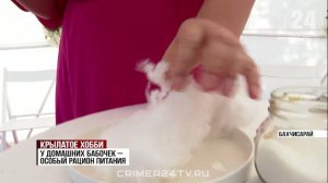 В Бахчисарае крымчанка разводит и коллекционирует тропических бабочек