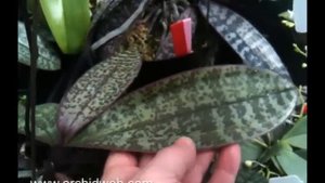 OrchidWeb -  Phal. philippinensis x sib