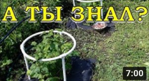 7 СЕКРЕТОВ плодородия СМОРОДИНЫ???