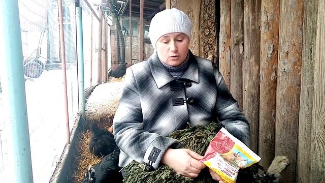 Весеннее кормление кур. Что меняем в рационе питания кур.