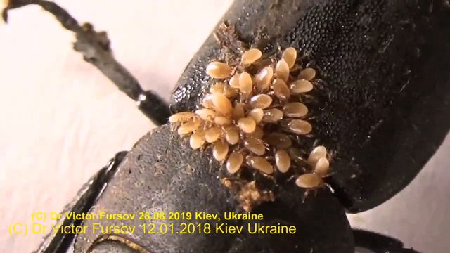 Красавицы и Чудовища? Видео Атлас Насекомых Украины. Atlas of Bugs in Ukraine. Bees, Bugs & Music.