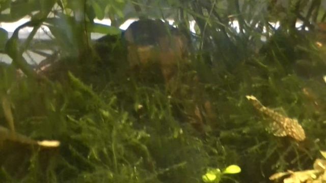 Запускаем новых рыбок! Карантин! Аквариумные рыбки. смотреть онлайн