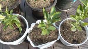 Листья лимонов вымерзли при -2С и почти все опали уже после того,  как видео было снято.