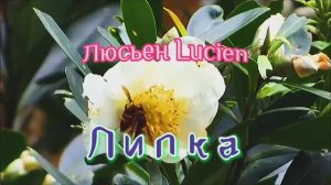 Липка - Люсьен Lucien