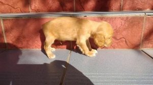 Английский кокер спаниель 1 месяц и 1 неделя