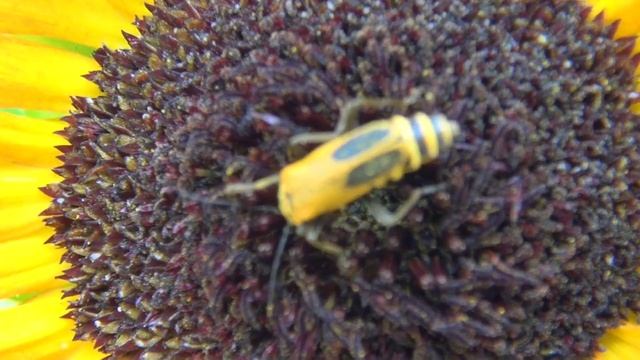 ⟹ WHAT IS THIS BUG | insect identification needed | IDENTIFIED Soldier beetle смотреть онлайн