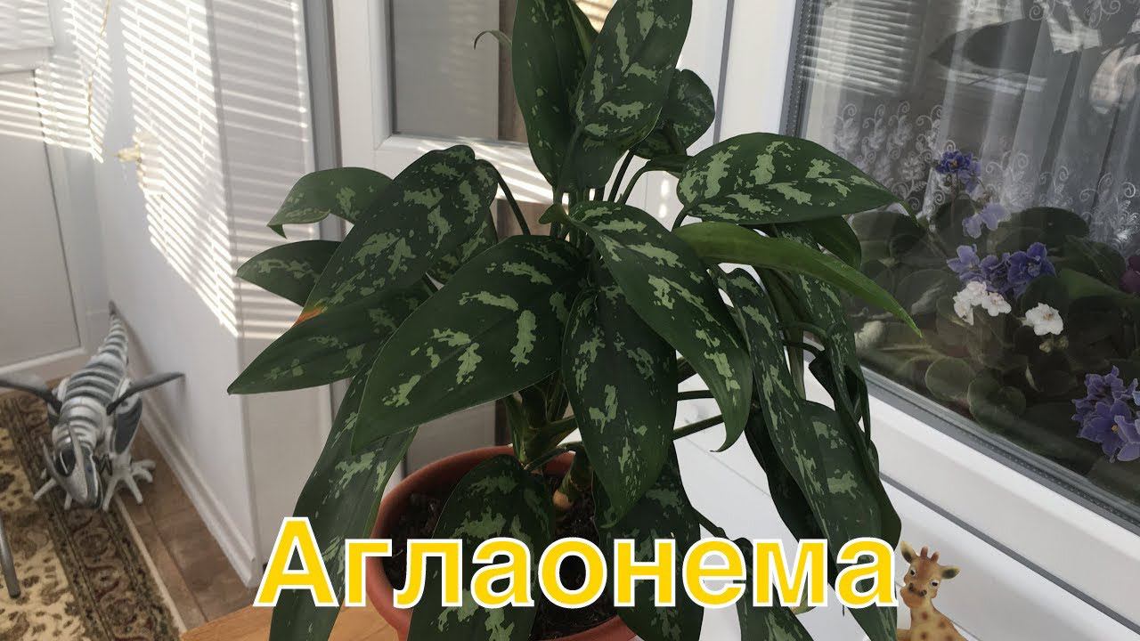 Мои комнатные цветы. Аглаонема.Погода на Кубани . смотреть онлайн