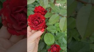 роза маликорн