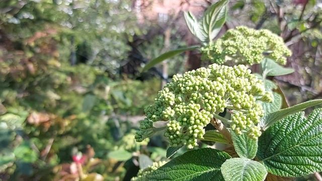 калина морщинолистная смотреть онлайн