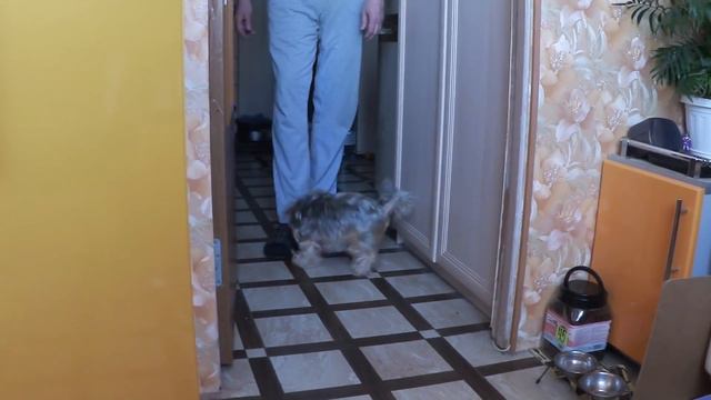 ВЛОГ Борис и Женька / Побывали у мамы и тёти 1.02.2018 смотреть онлайн