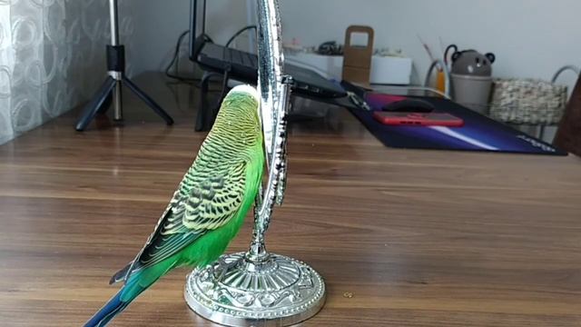 Говорящий Волнистый Попугайчик #попугай #parrot #shorts #короткиевидео #shortsvideo смотреть онлайн