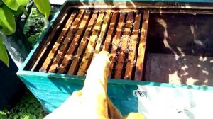 Ленивый пчеловод. Отводок-самый простой способ для начинающих