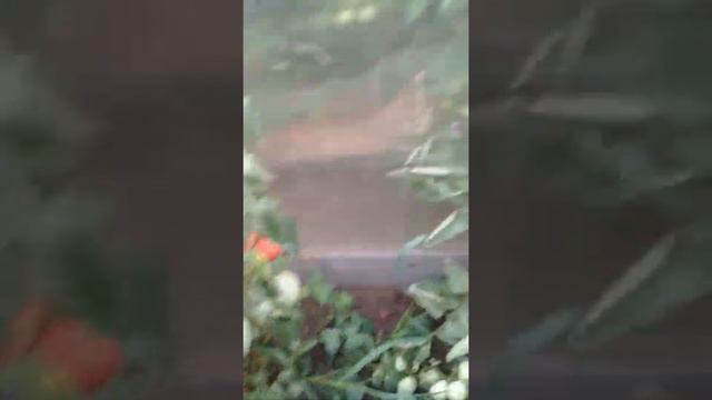 Помидоры летом.Цветы. смотреть онлайн