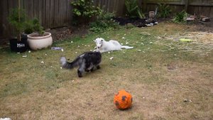 Maine coon vs Border collie, 7th week/ Майнкун против Бордер колли, 7я неделя