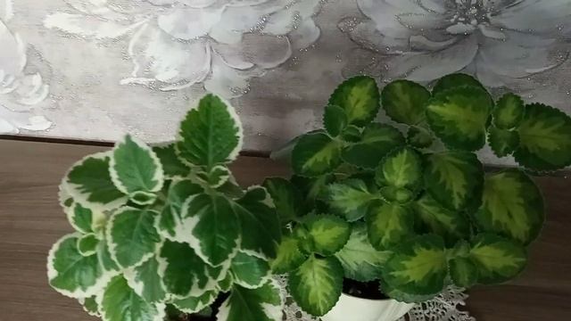 #домашниецветылекари Ароматные комнатные растения