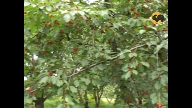 Вишня и Черешня для Подмосковья эксперт Института Садоводства