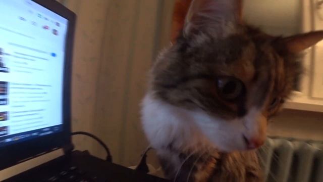 Мурлыканье кошки на камеру. Приколы. Маленький лев. Cat