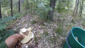 Поход за грибами 2021 лето.