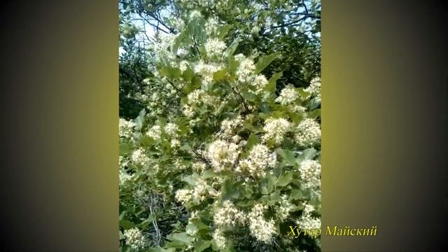 Наши медоносы: пакленок смотреть онлайн