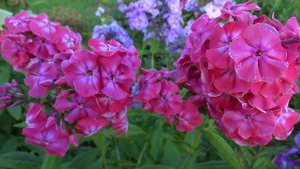 Флокс метельчатый Фаина Раневская. Автор О.К.Кудрявцева, 2006.