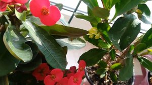 Молочай Миля или терновый венец цветёт без  отдыха!