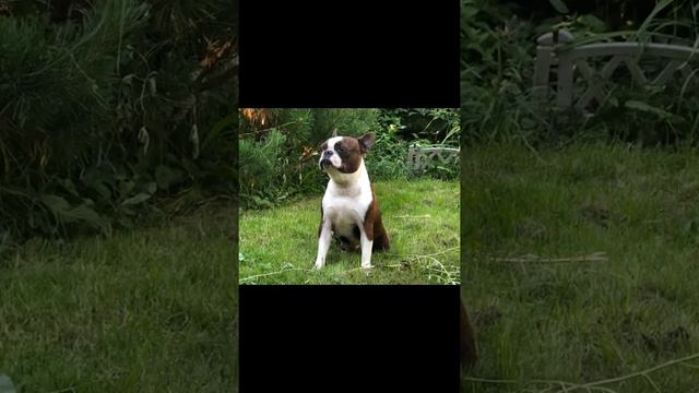 Бостон терьер Авеста Вива Бабетта смотреть онлайн