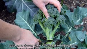 Брокколи, выращивание и уход в открытом грунте