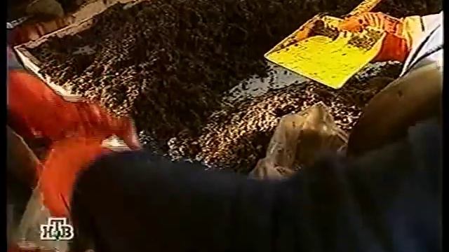 Выращивание грибов на участке, в огороде. смотреть онлайн