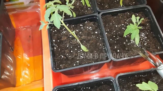 Если будете это делать - урожайность у вас будет гораздо выше. Мой огород на балконе.