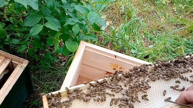 Снились необычные пчёлы. смотреть онлайн