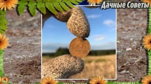 ВОТ ЗАЧЕМ на огороде я закапываю МОНЕТЫ В ЗЕМЛЮ Дачные советы для САДА и ОГОРОДА.mp4