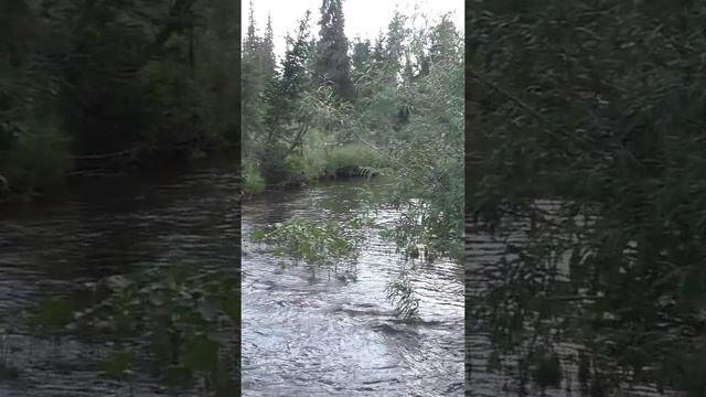 1671 Рыбный Слив Тайга #дмитрийяков #рыбалка #тайга #fishing #hunting #хариус #выживалово #охота