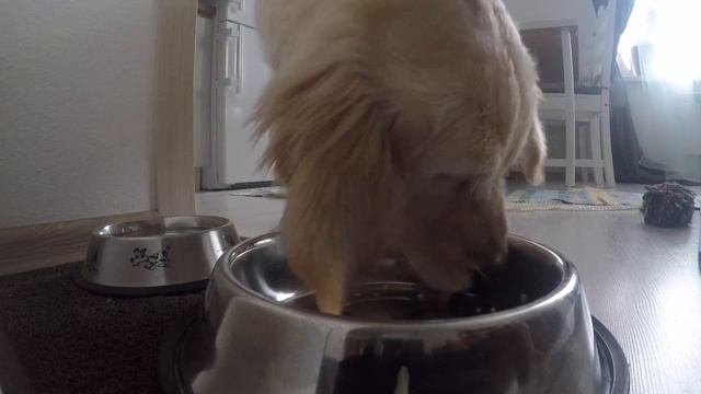 Как ест золотистые ретривер / How The Golden Retriever Eats