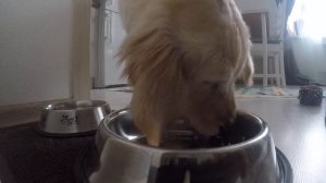 Как ест золотистые ретривер / how the golden retriever eats