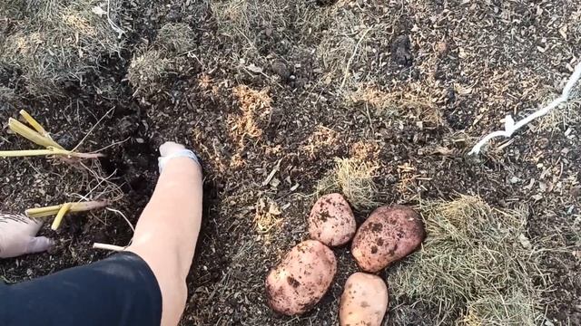 6,0 килограмм картофеля с куста. Ленинградская область сезон 2022 года. смотреть онлайн