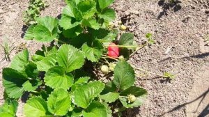 Крупноплодные сорта клубники: Галя чив и Азия.