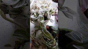 Разновидности тредесканций:Альба,Квик Сильвер,Пинк Хилл.