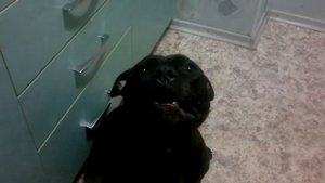 Стаффбуль пытается разговаривать.