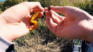 Поехали ловить ЩУКУ, а поймали КРУПНЫХ КАРПОВ на силикон!