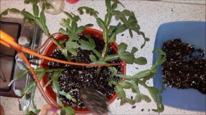 Декабрист. Пересадка в новый грунт. Эксперимент с сосновой корой.