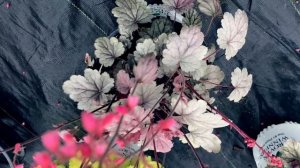 HEUCHERA DOLCE `SILVER GUMDROP`