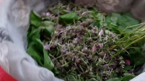 Чабрец/Тимьян/Богородская трава. Как цветет и когда собирать чабрец, сушка сырья