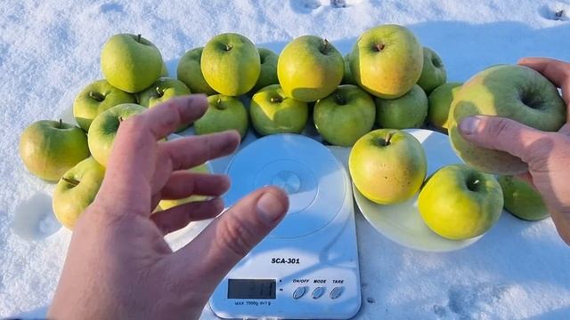 Яблоко Грени Смит / Apple Granny Smith смотреть онлайн